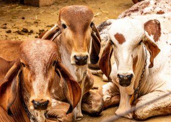 1000_F_492690794_zmN3odA2lg2mmO0t84Kc3ZVUhFF3ioRk